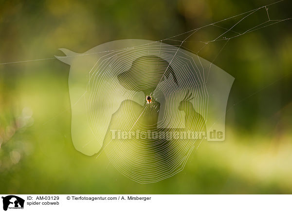 Spinnennetz / spider cobweb / AM-03129