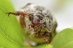 Cockchafer