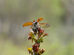 cockchafer