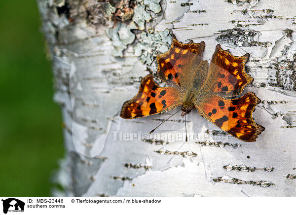 C-Falter / southern comma / MBS-23446