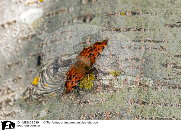 C-Falter / southern comma / MBS-23539