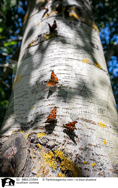 C-Falter / southern comma / MBS-23564