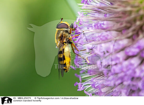 Groe Schwebfliege / common banded hoverfly / MBS-25075