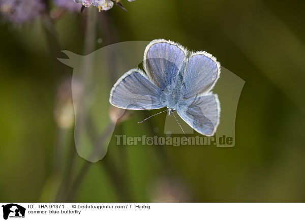 Hauhechel-Bluling / common blue butterfliy / THA-04371