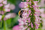 common carder-bee