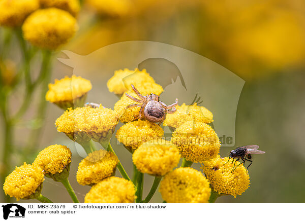 Braune Krabbenspinne / common crab spider / MBS-23579