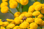 common crab spider