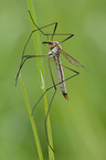 cranefly