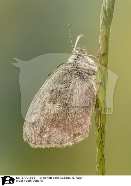 Groes Wiesenvgelchen / great heath butterfly / SA-01688