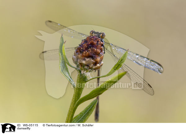 Gemeine Binsenjungfer / damselfly / WS-05115