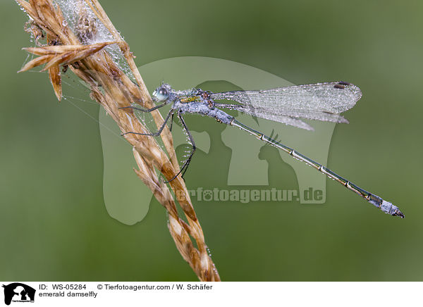 emerald damselfly / WS-05284