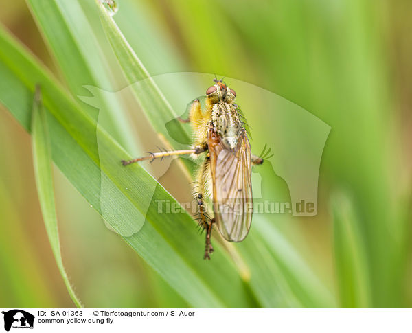 Gelbe Dungfliege / common yellow dung-fly / SA-01363