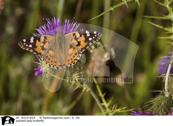 Distelfalter / painted lady butterfly / SO-01933