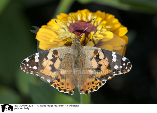 painted lady / JOH-01221