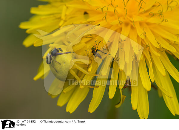 Spinnen / spiders / AT-01852