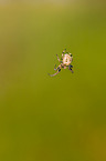 European garden spider