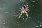 cross spider