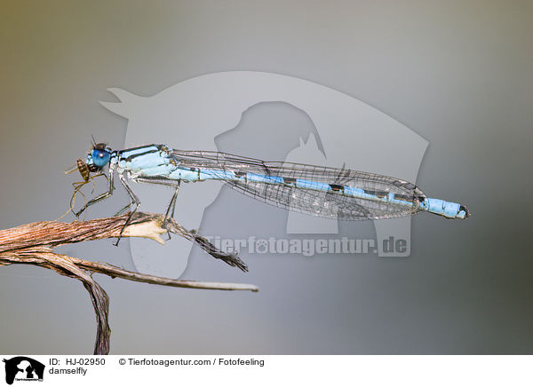 Azurjungfer / damselfly / HJ-02950