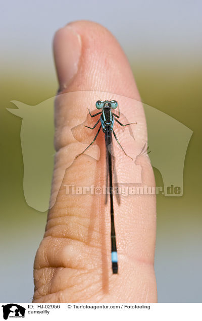 Azurjungfer / damselfly / HJ-02956