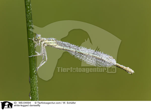 white-legged damselfly / WS-04694