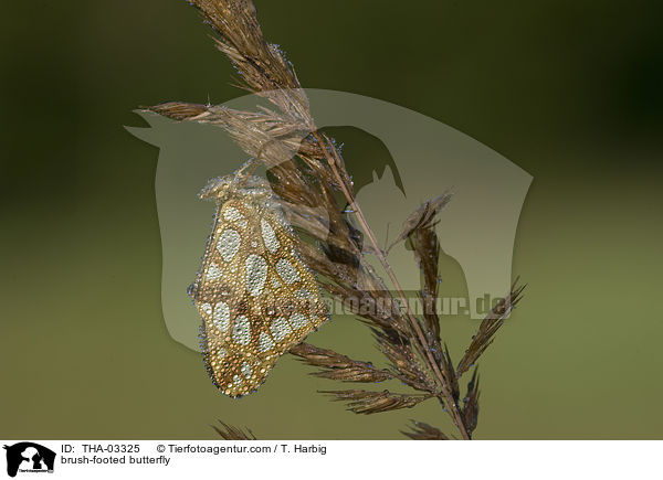 Groer Perlmutterfalter / brush-footed butterfly / THA-03325