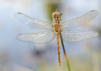 Darter