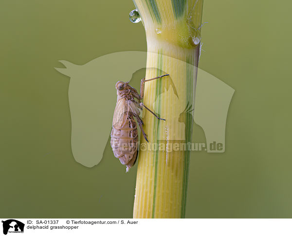 Amazonenspornzikade / delphacid grasshopper / SA-01337