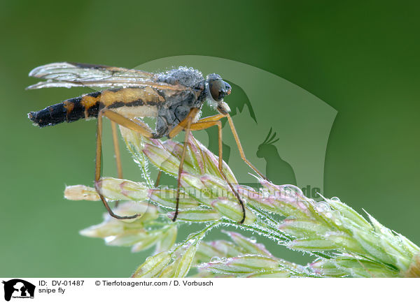 Gemeine Schnepfenfliege / snipe fly / DV-01487