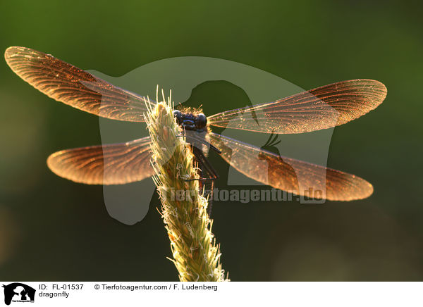 Libelle / dragonfly / FL-01537