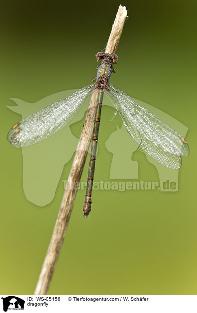 Libelle / dragonfly / WS-05158