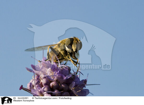 Westliche Honigbiene / Western honeybee / HJ-02261