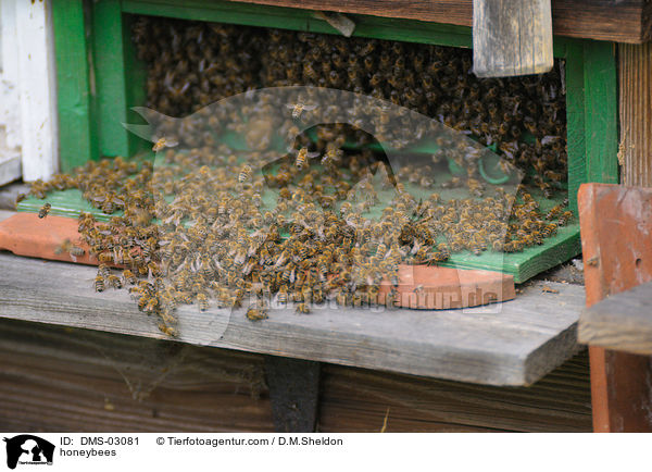 Westliche Honigbienen / honeybees / DMS-03081