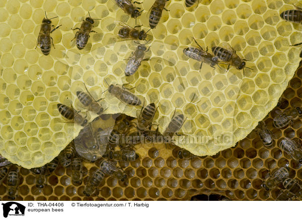 Westliche Honigbienen / european bees / THA-04406