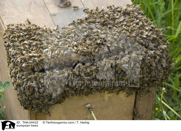 Westliche Honigbienen / european bees / THA-04422