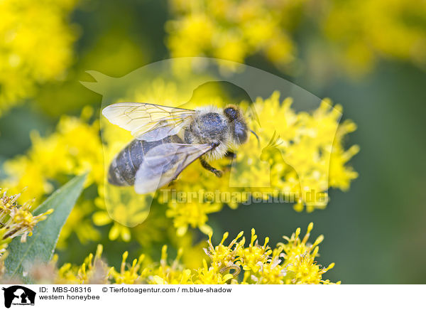 Westliche Honigbiene / western honeybee / MBS-08316