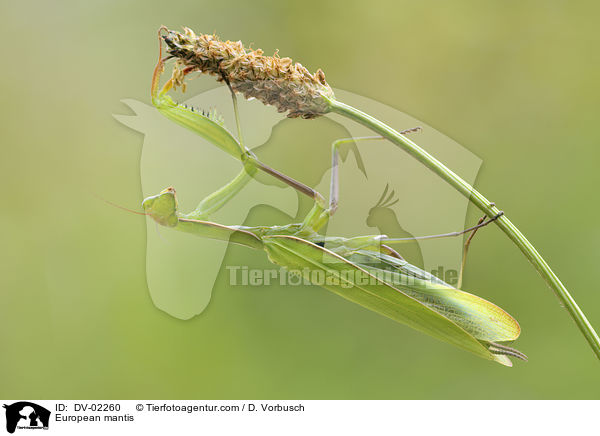 Europische Gottesanbeterin / European mantis / DV-02260
