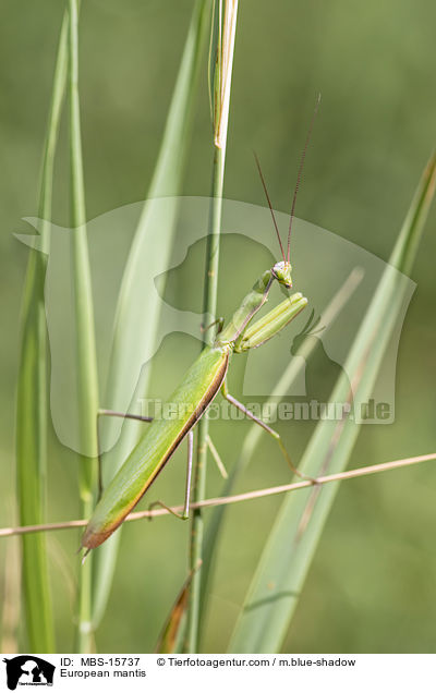 European mantis / MBS-15737