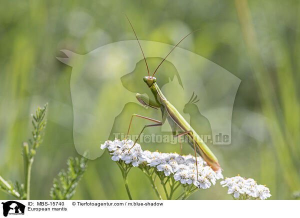 Europische Gottesanbeterin / European mantis / MBS-15740