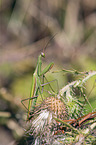 European mantis