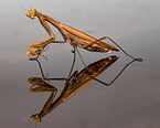 European mantis