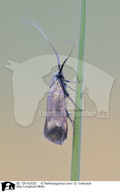Langhornmotte / fairy Longhorn Moth / DV-03725