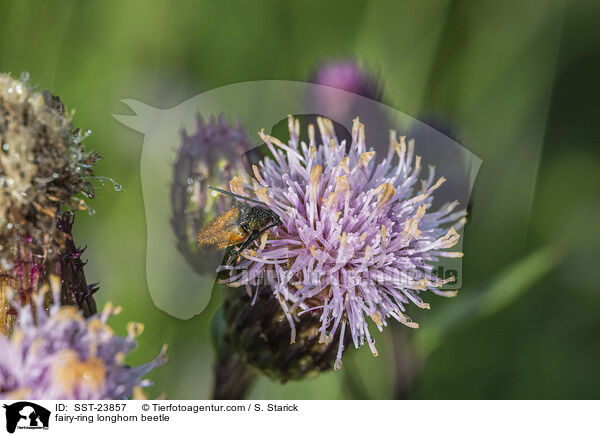 fairy-ring longhorn beetle / SST-23857