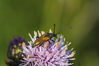 fairy-ring longhorn beetle