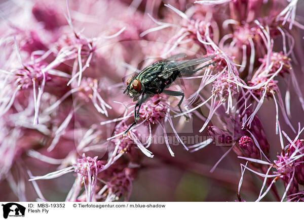 Fleischfliege / Flesh Fly / MBS-19352