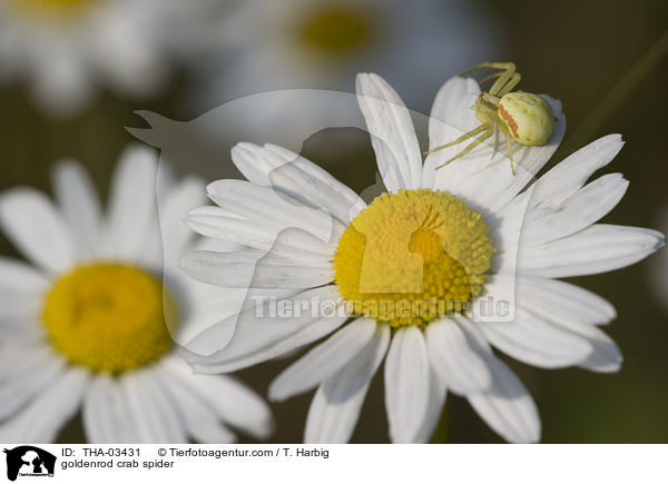 Vernderliche Krabbenspinne / goldenrod crab spider / THA-03431