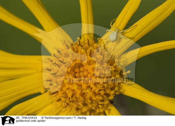 Vernderliche Krabbenspinne / goldenrod crab spider / THA-03433