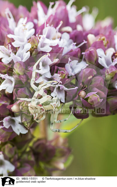 goldenrod crab spider / MBS-15551