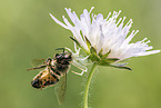 goldenrod crab spider