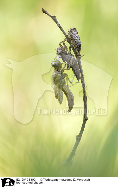 Vierflecklibelle / four-spotted chaser / DV-03802