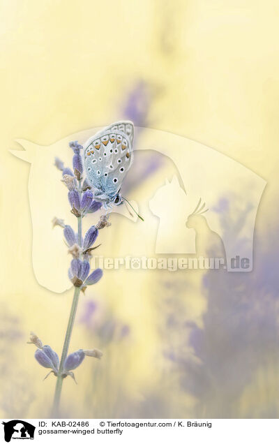 Bluling / gossamer-winged butterfly / KAB-02486